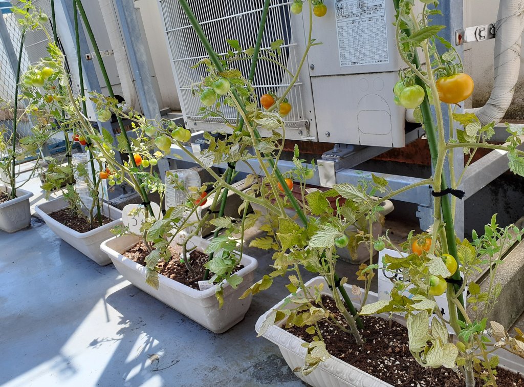 野菜の収穫・水遊び