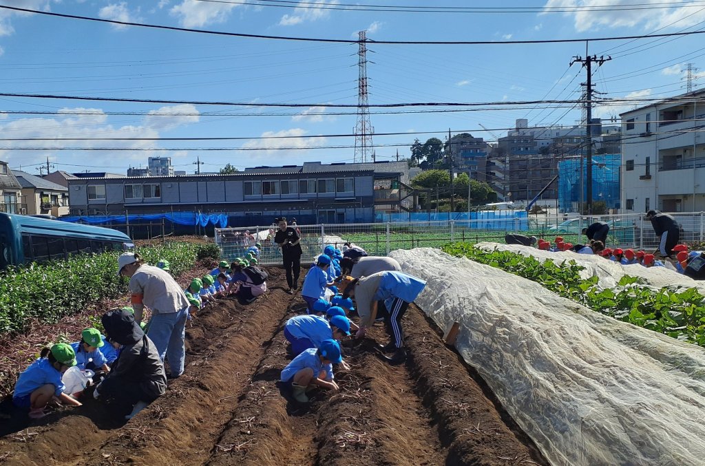 おいもほり